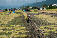 Rice harvesting, Hida-Furukawa